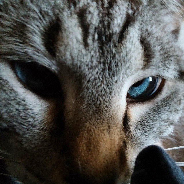 close up of a gray and white cat with blue eyes