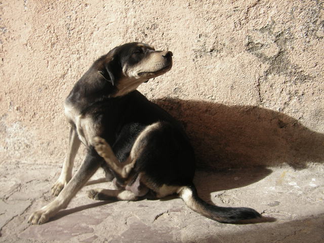 a dog sitting down against a rock wall
