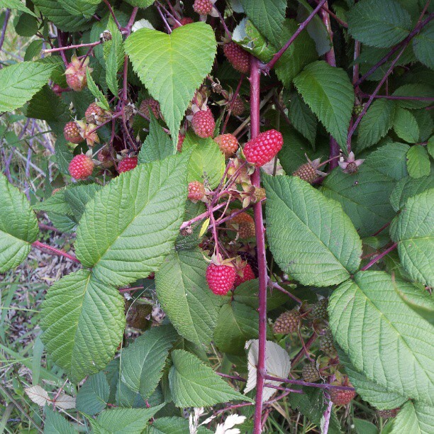 a leafy tree with some raspberries growing