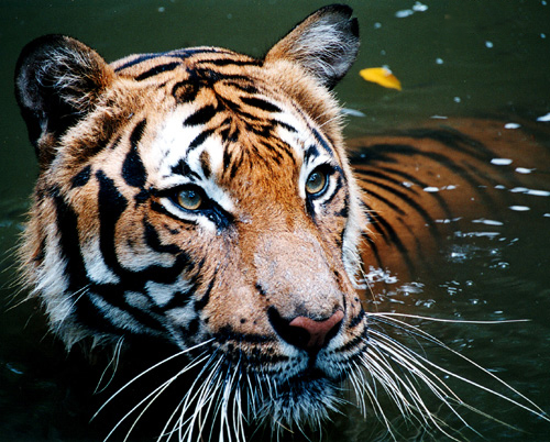the tiger is swimming in the green water
