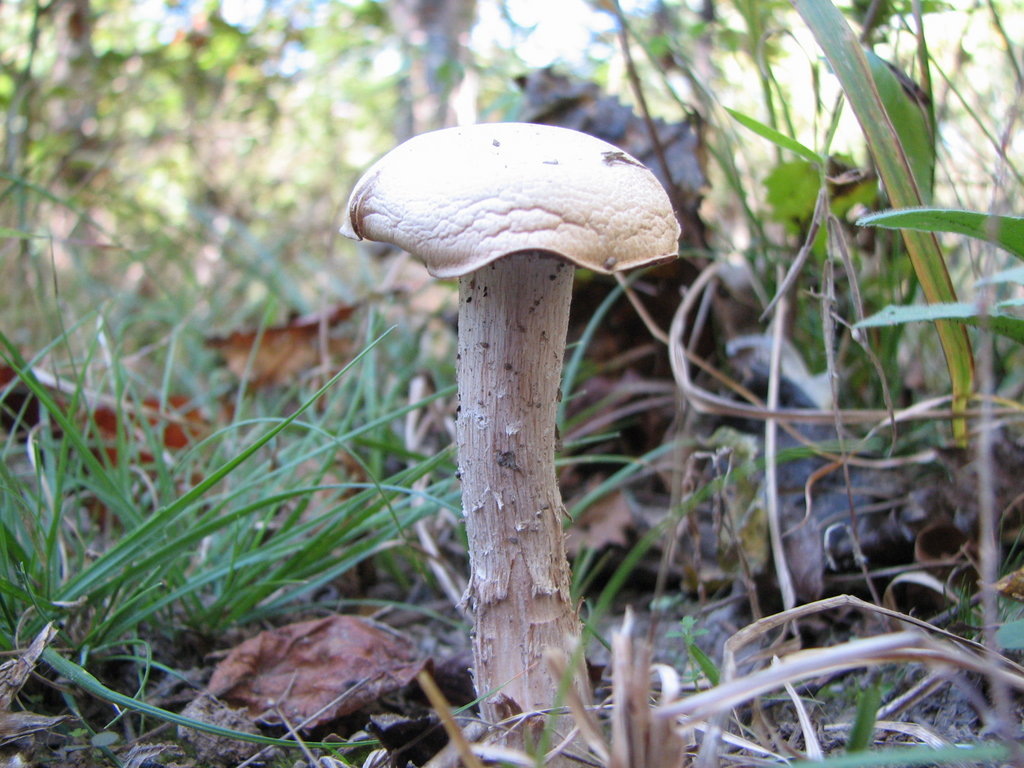 an extremely large white mushroom sitting in the grass