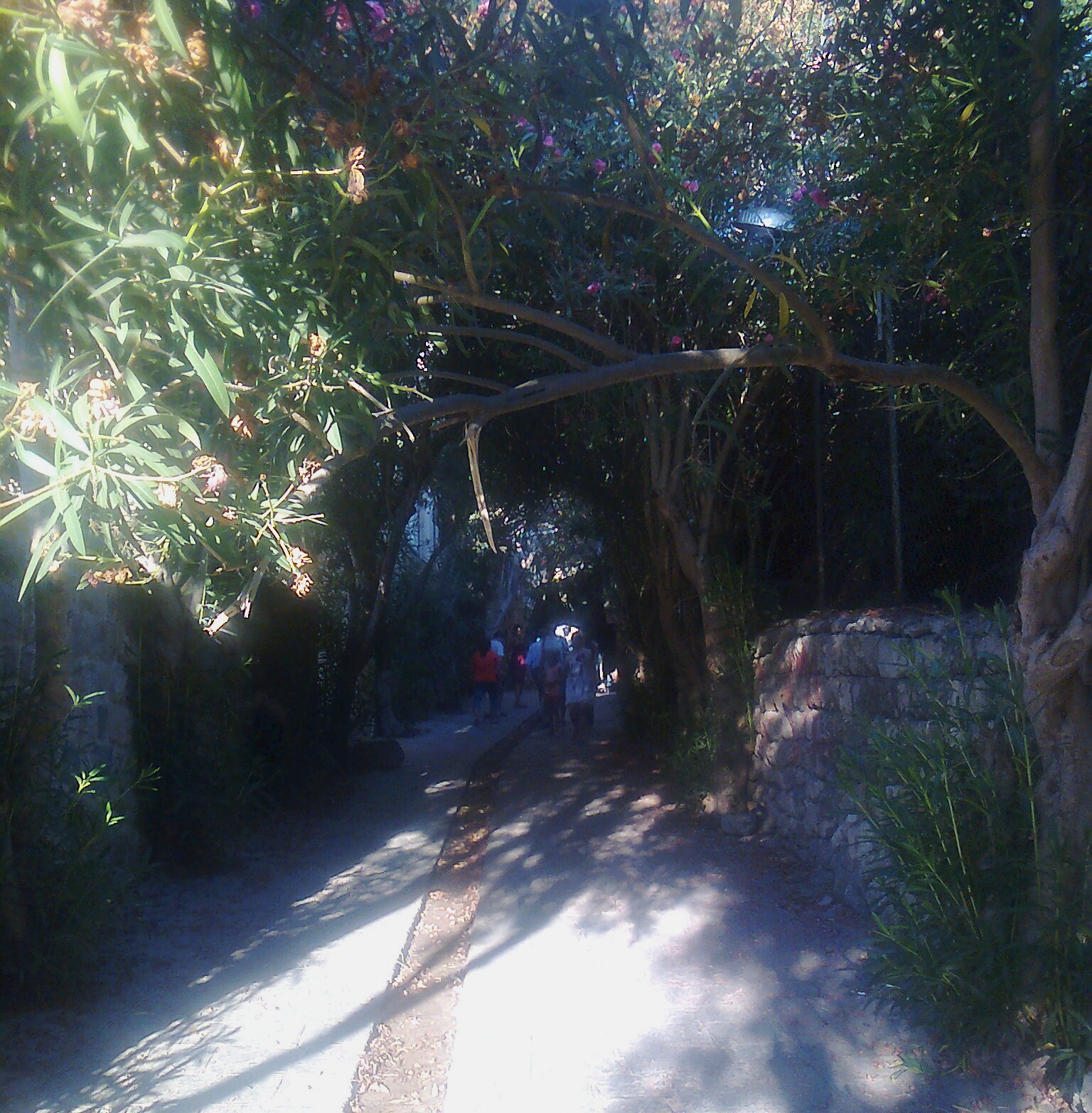 a group of people is walking down a tree lined street