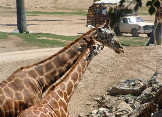 three giraffes are next to each other with cars in the background