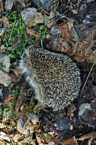 a young hedgehog walking on leaf covered ground