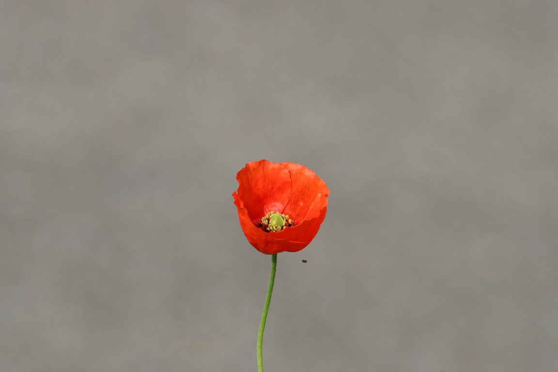 a red flower with a insect sitting in the middle of it