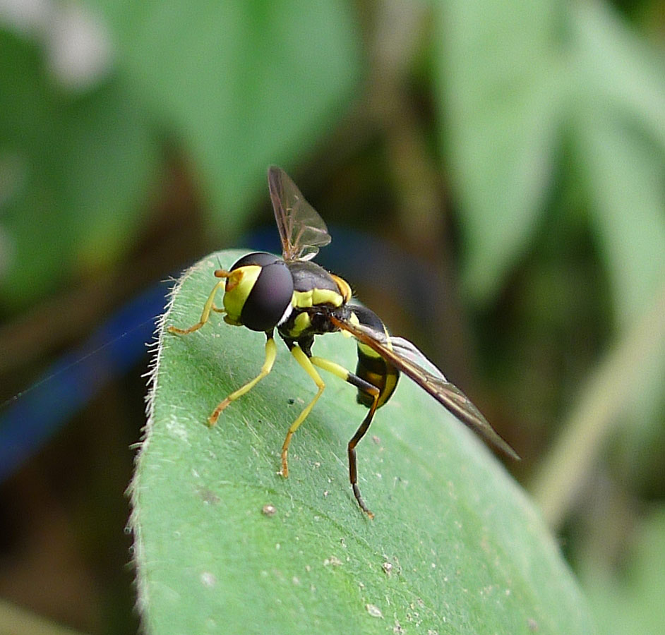 a yellow and black fly is sitting on a green leaf