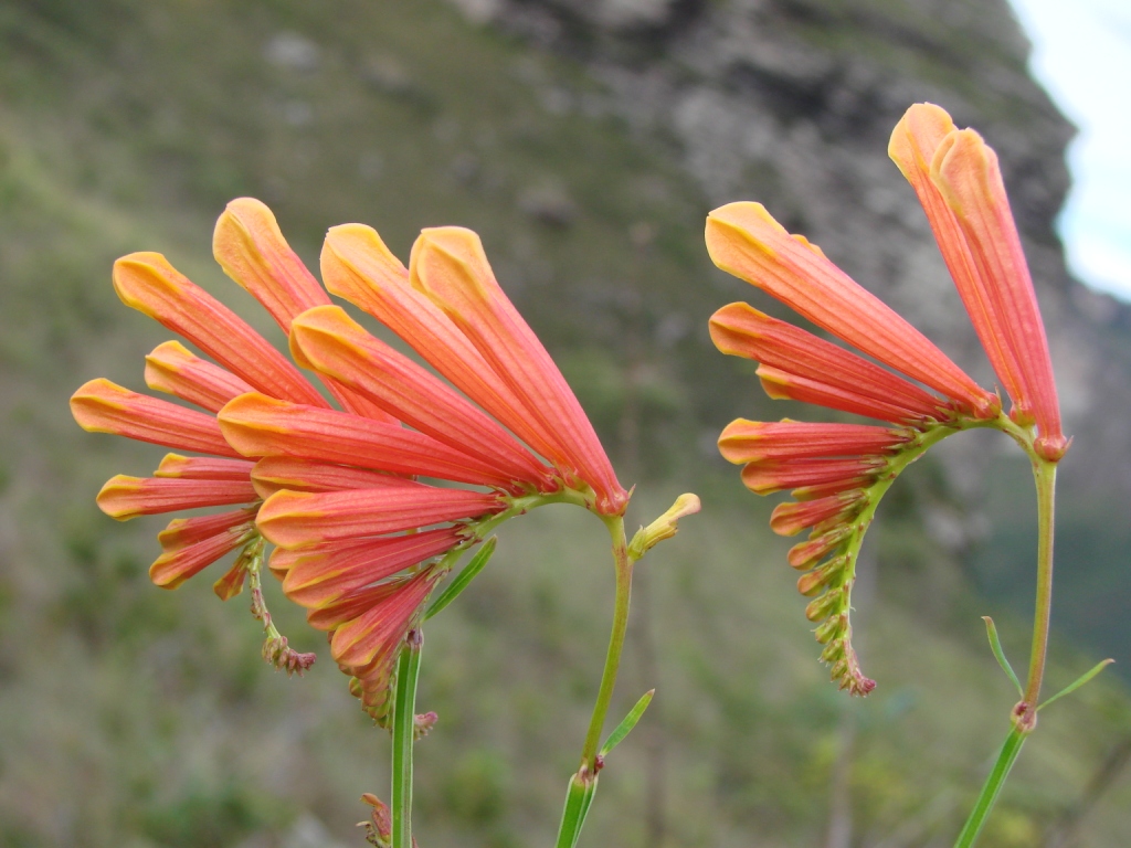 two orange flowers with green stems in front of a mountain