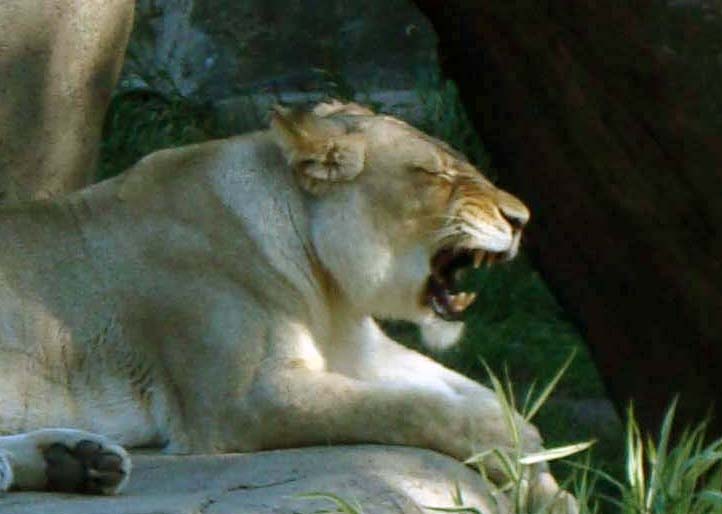 the adult lion has very big teeth and is growling