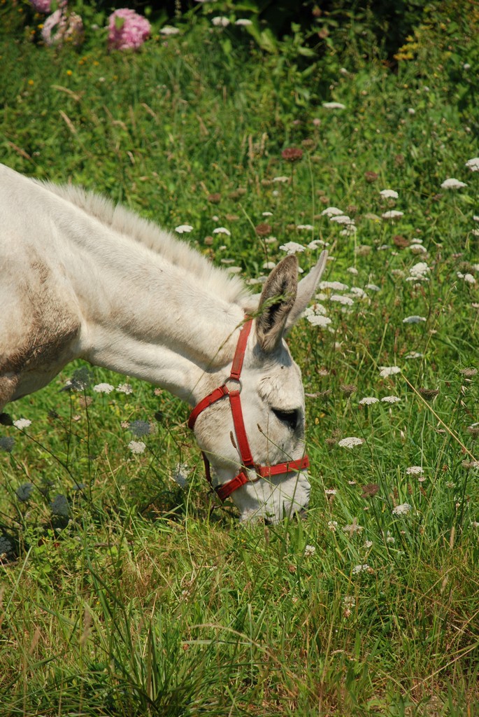 a horse grazing on grass and flowers in a field