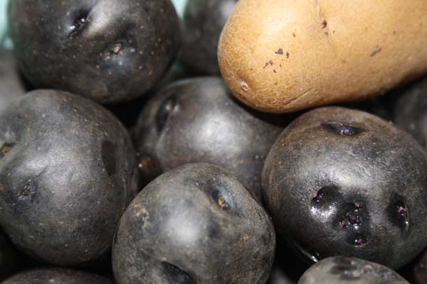 a pile of black and brown fruit, some with white patches