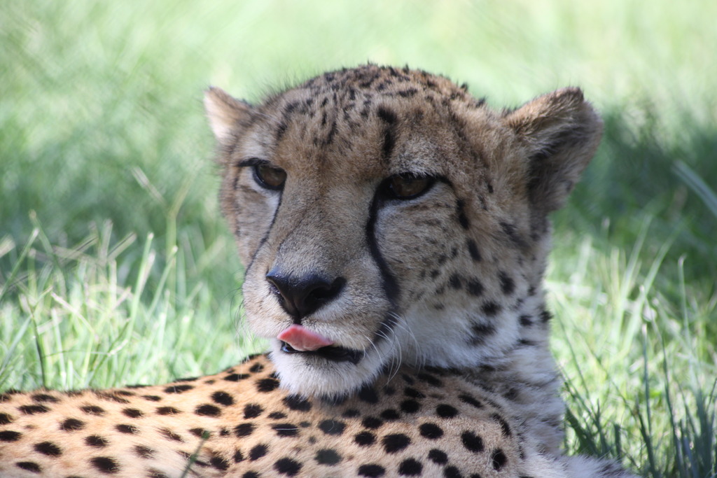 a cheetah sitting in the grass looks at the camera