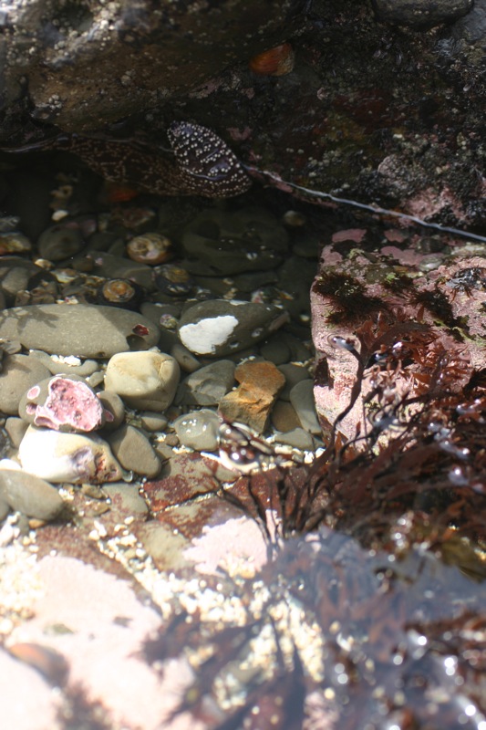 water with rocks and plants in it by the beach