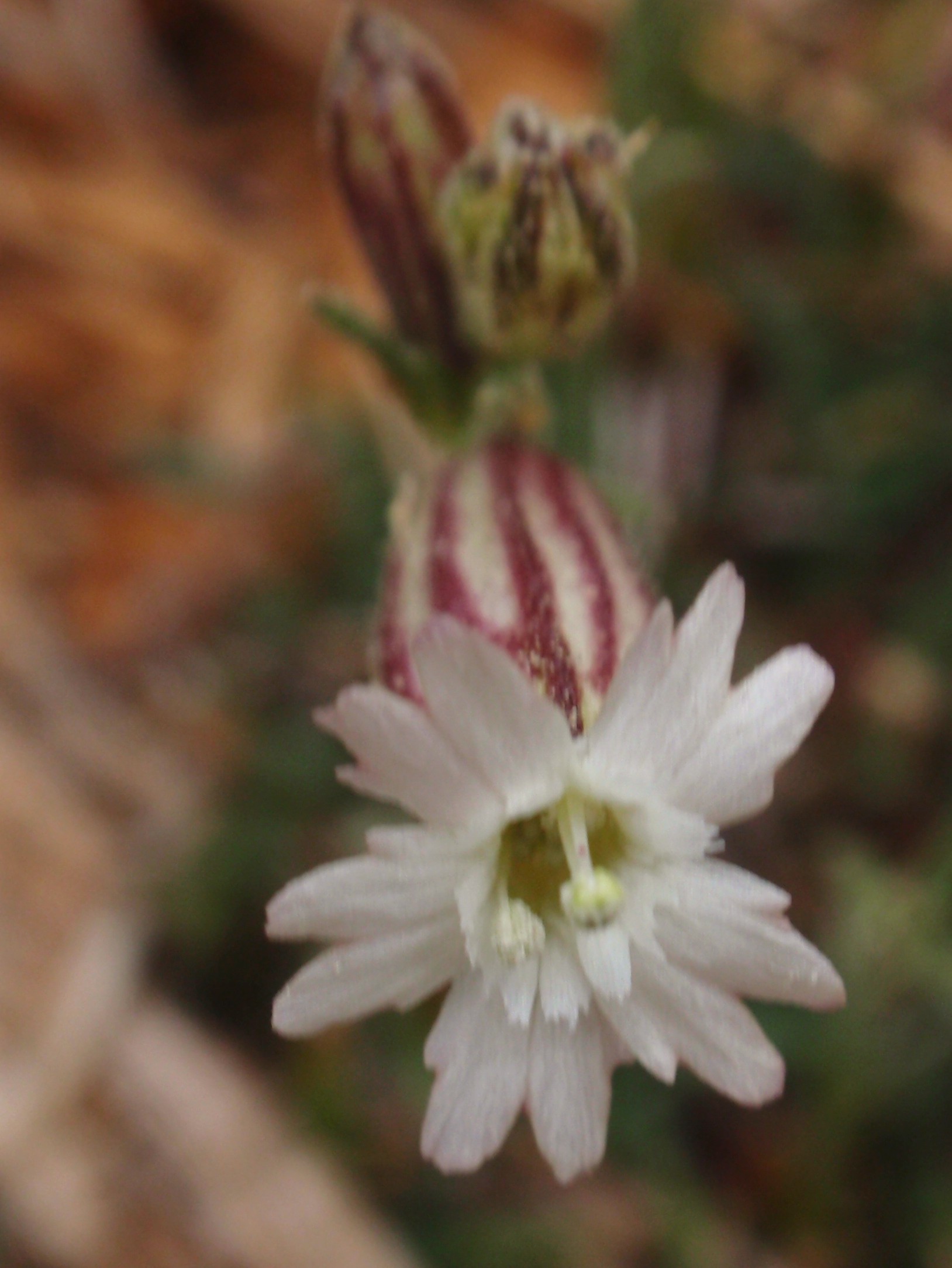 a close up of a flower in the middle of an image