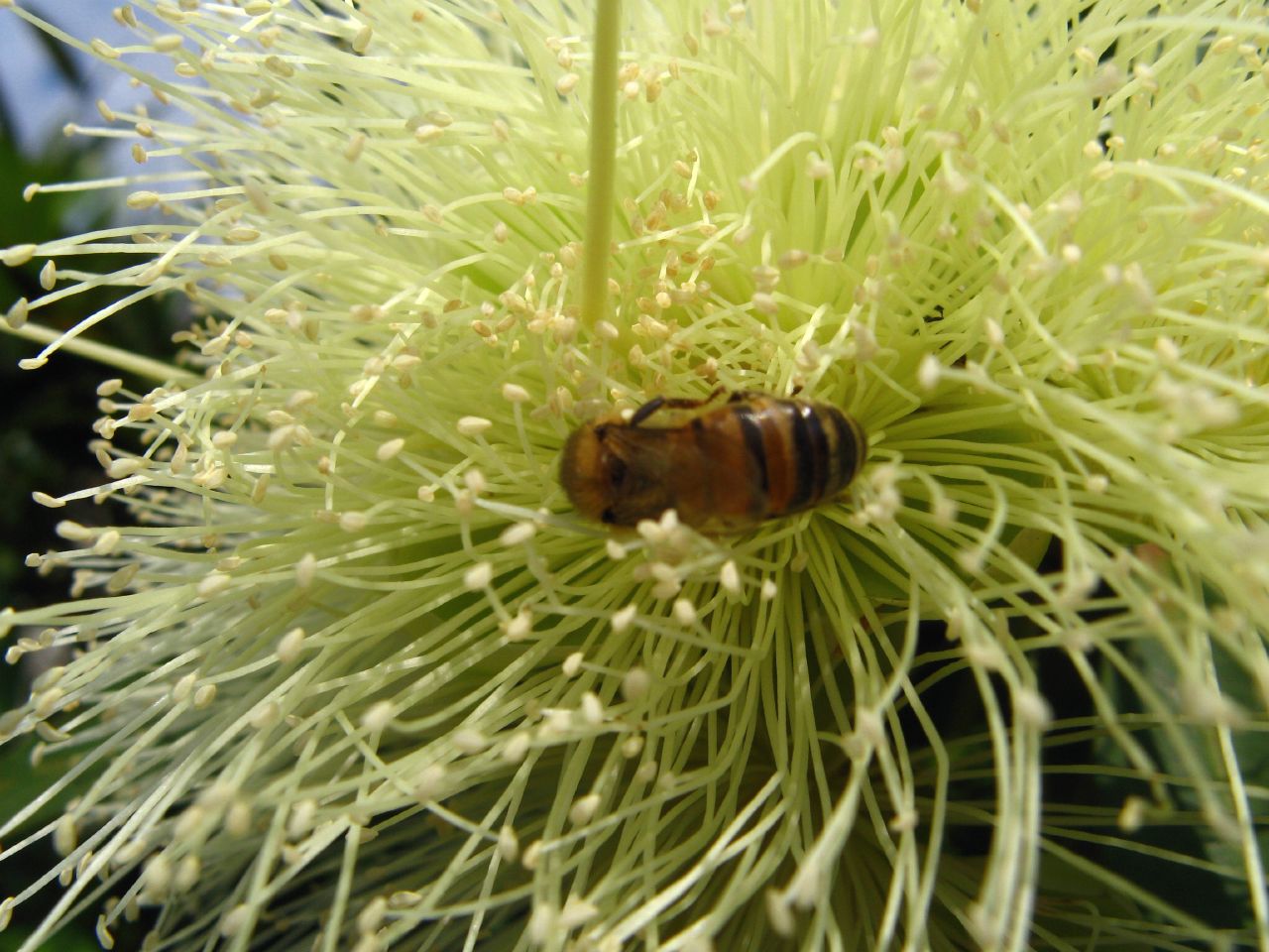 the bee is sitting on the pollen of the flower