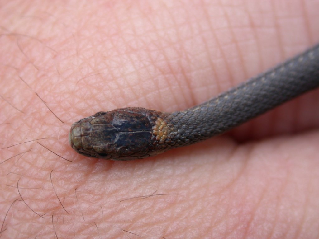 a closeup of a small black bug on a persons finger
