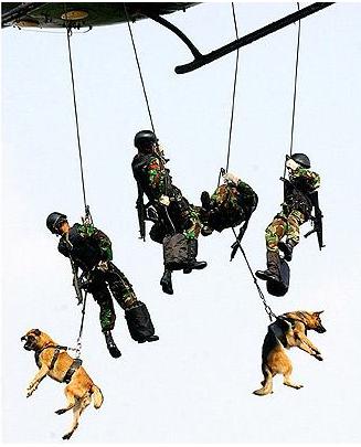 military men in full gear are being pulled by a dog