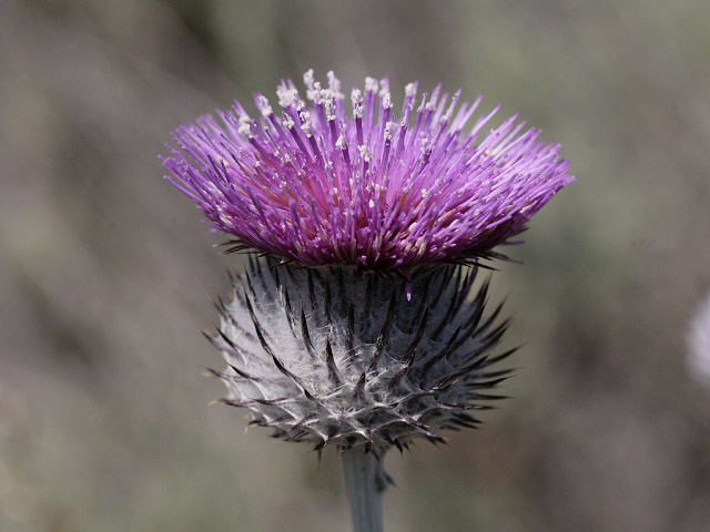 there is a very nice looking plant in the middle of the woods