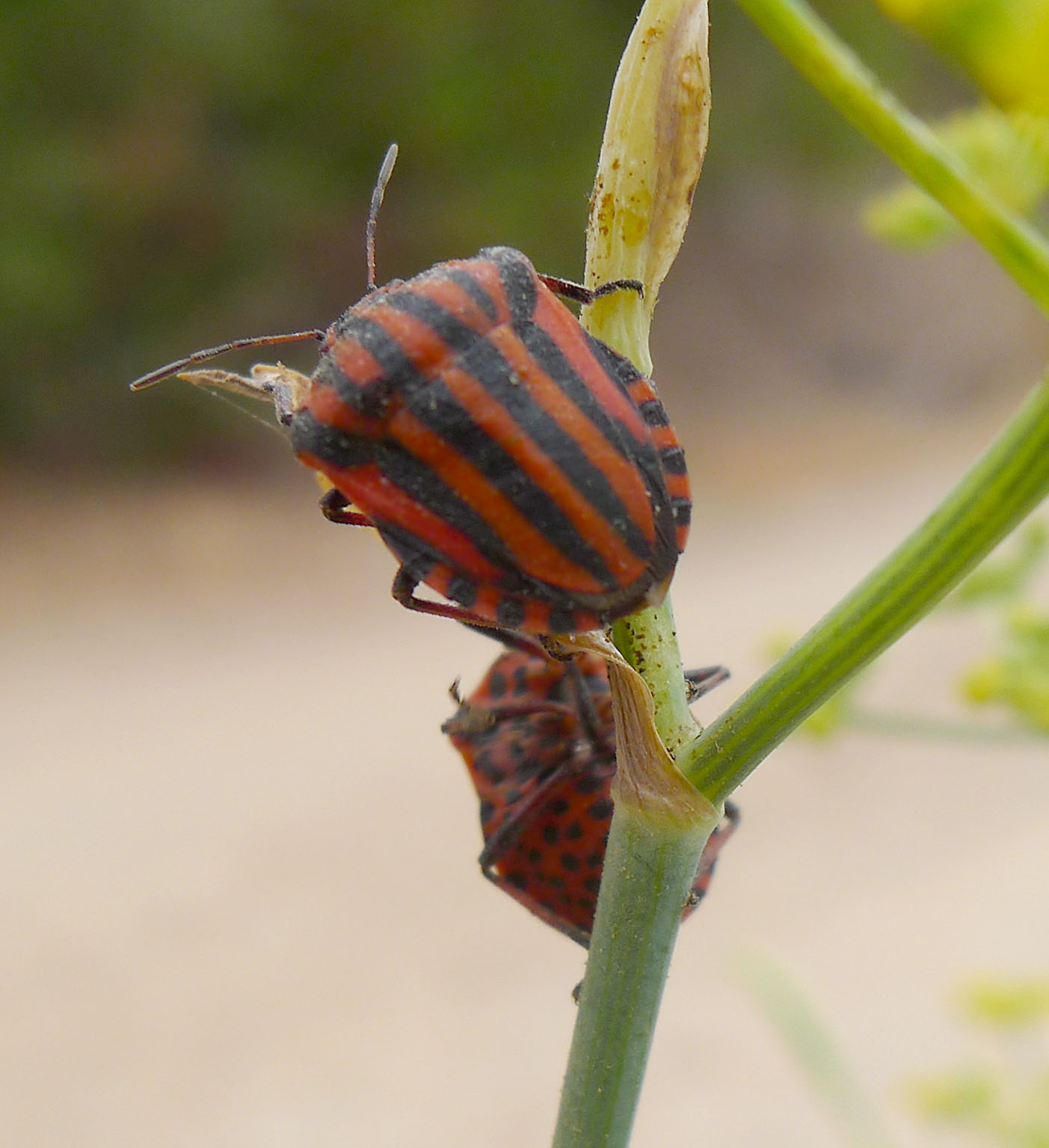 two striped bugs sitting on a flower bud