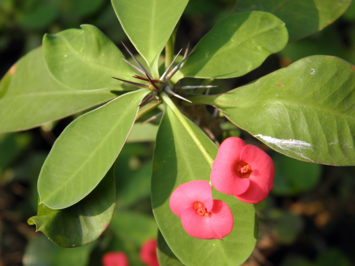 two pink flowers that are on some green leaves