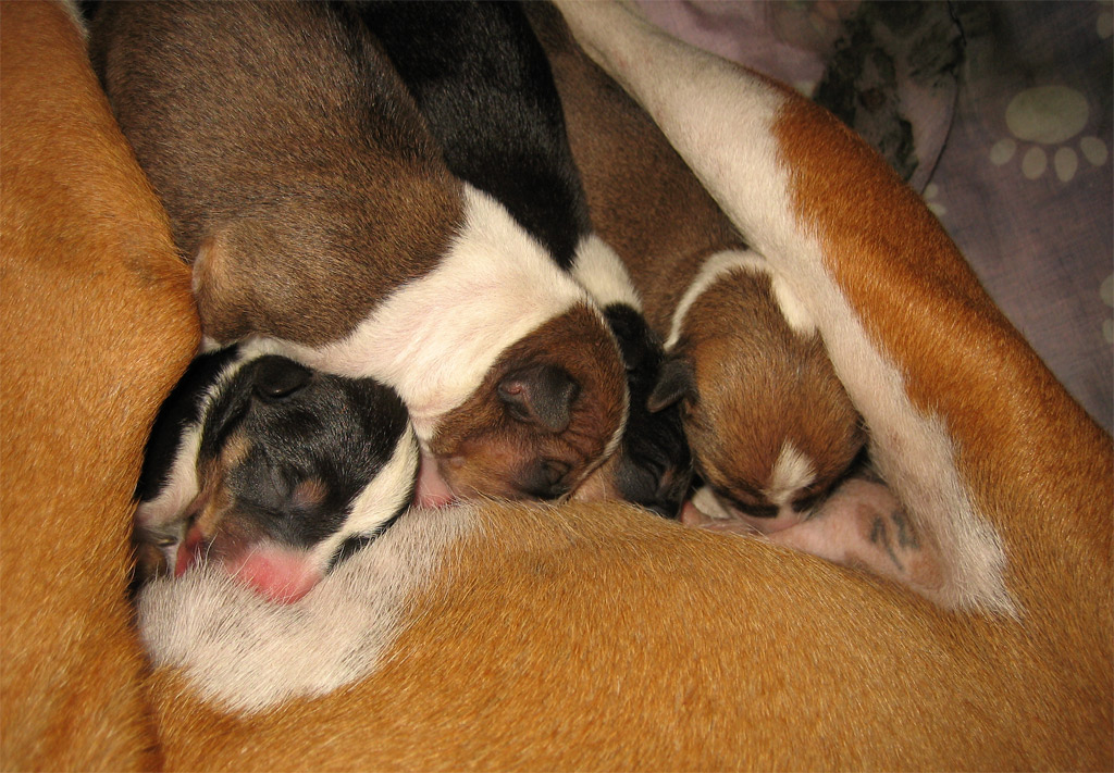 two adorable puppies laying in the arms of a mother