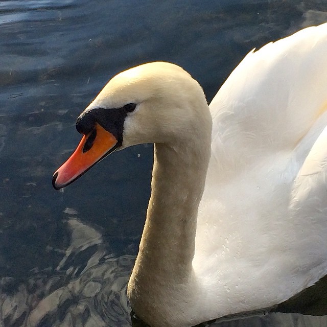 a close up of a swan swimming in the water