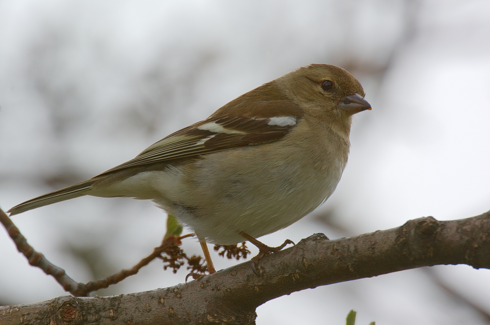 a brown bird perched on a tree nch