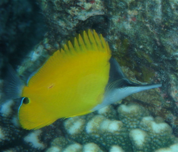 a yellow and gray fish is on the seabed