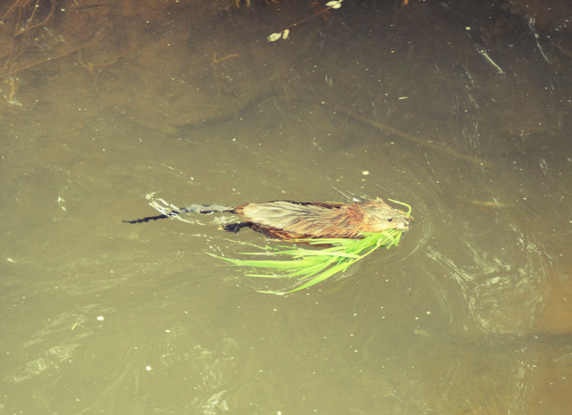a bird floating in a pond filled with water