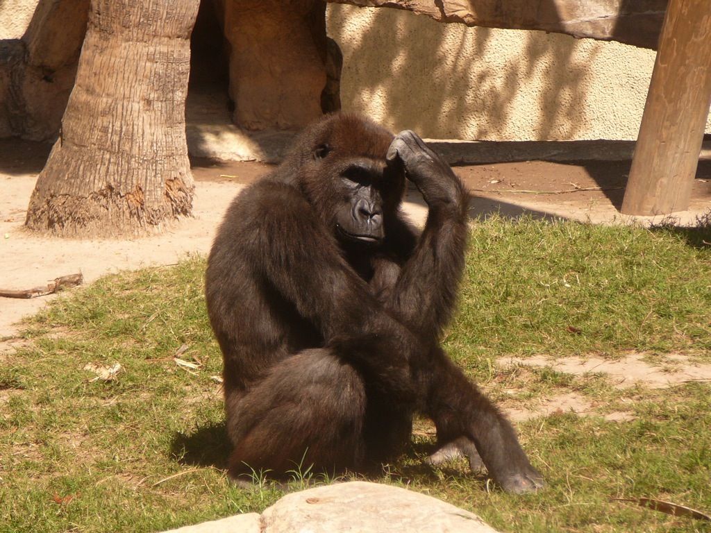 a gorilla is sitting in his enclosure at the zoo
