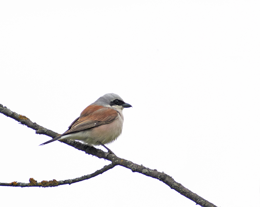 a little bird sits on the nch of a tree