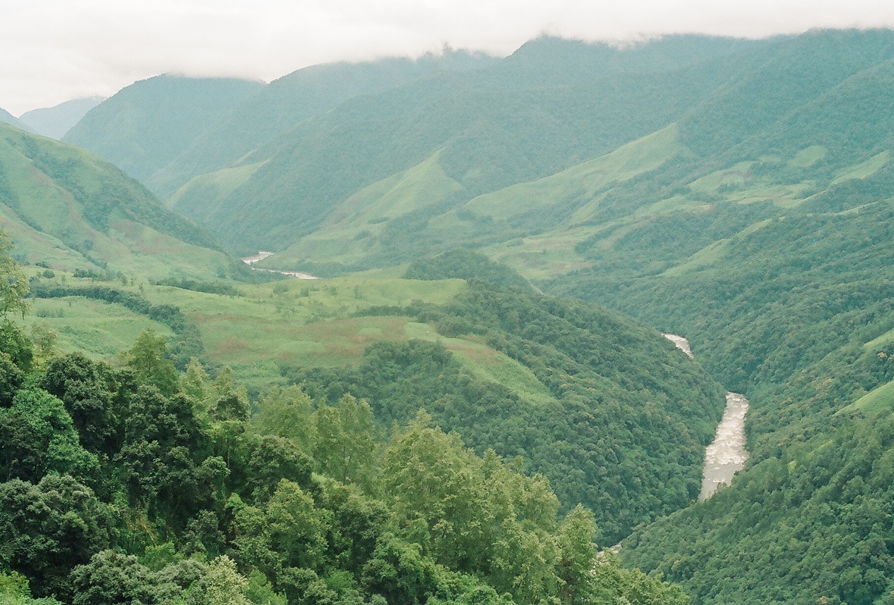 a lush green hillside covered in trees and green grass