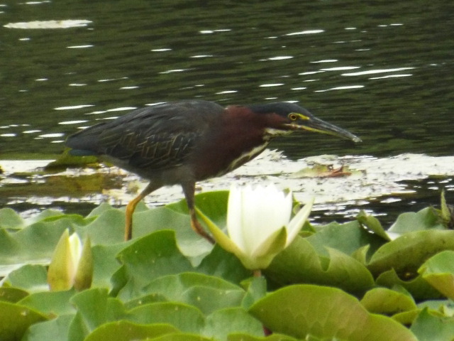a small bird standing on a patch of water with lily pads