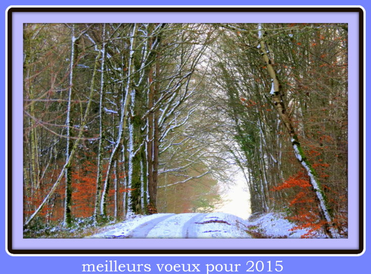 a very pretty and snowy road next to a forest