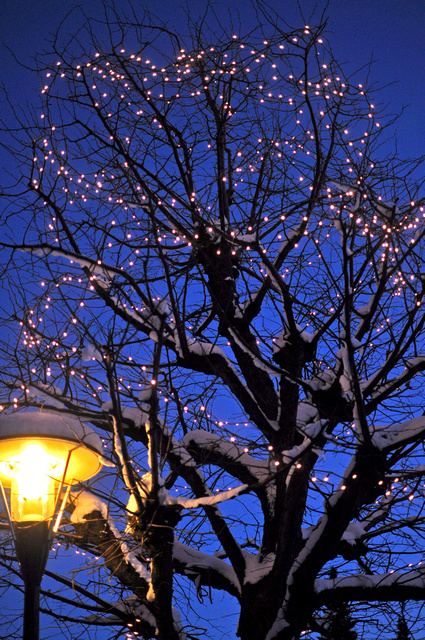 a tree with lights on it sitting in the middle of a street