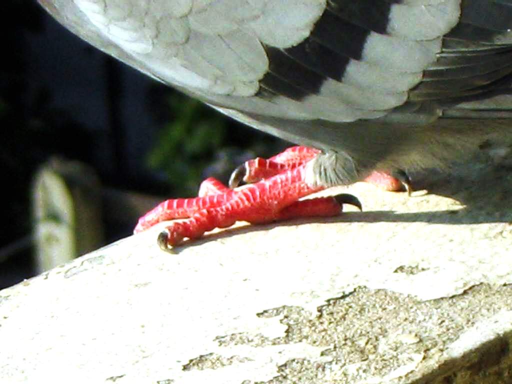 two red and white pigeons eating food on a rock