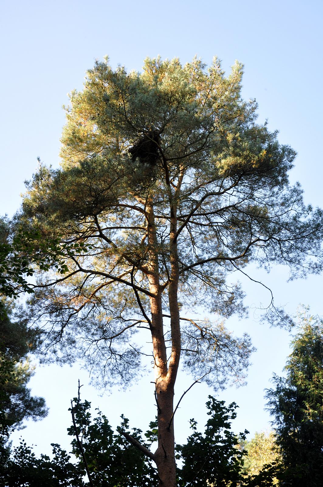 a large tall tree with a bird sitting in the middle