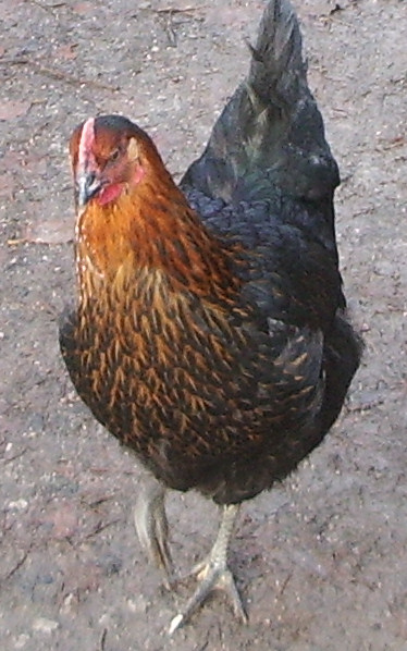 a colorful rooster standing in gravel near a tree