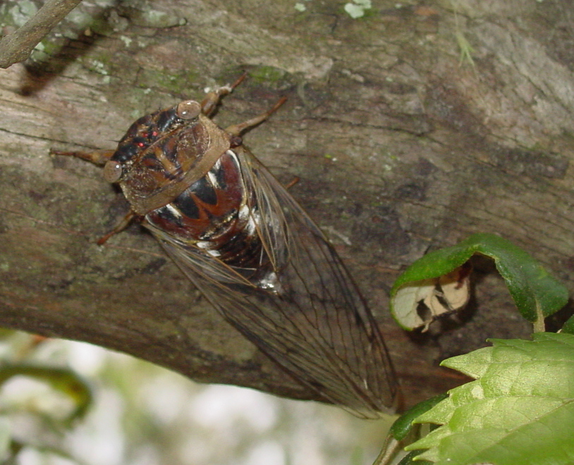 a bug that is sitting on top of a tree nch