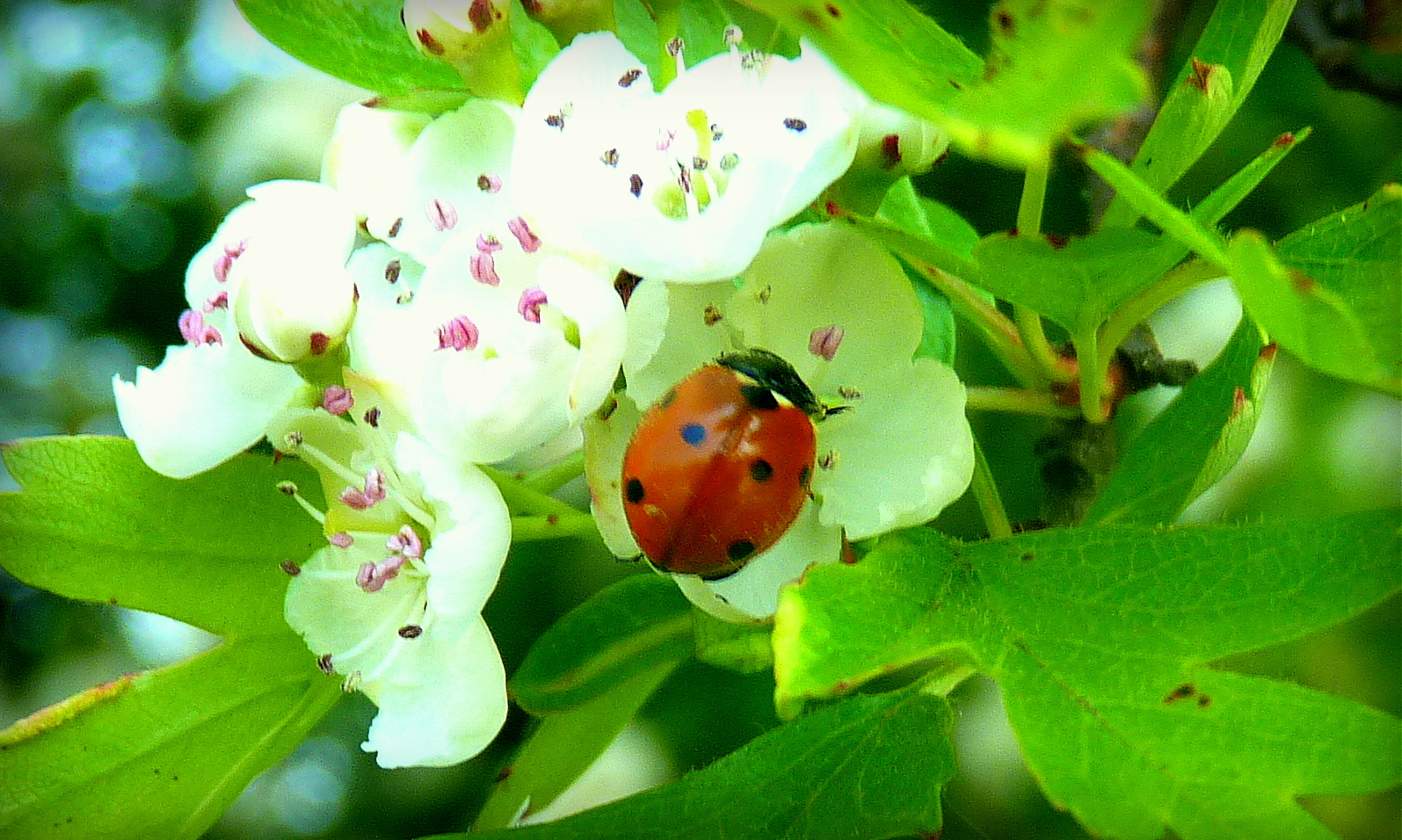 a lady bug that is sitting on a flower
