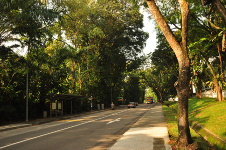 a view of the street of some trees, in a city