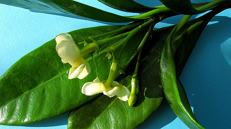 the buds and leaves are waiting to be opened