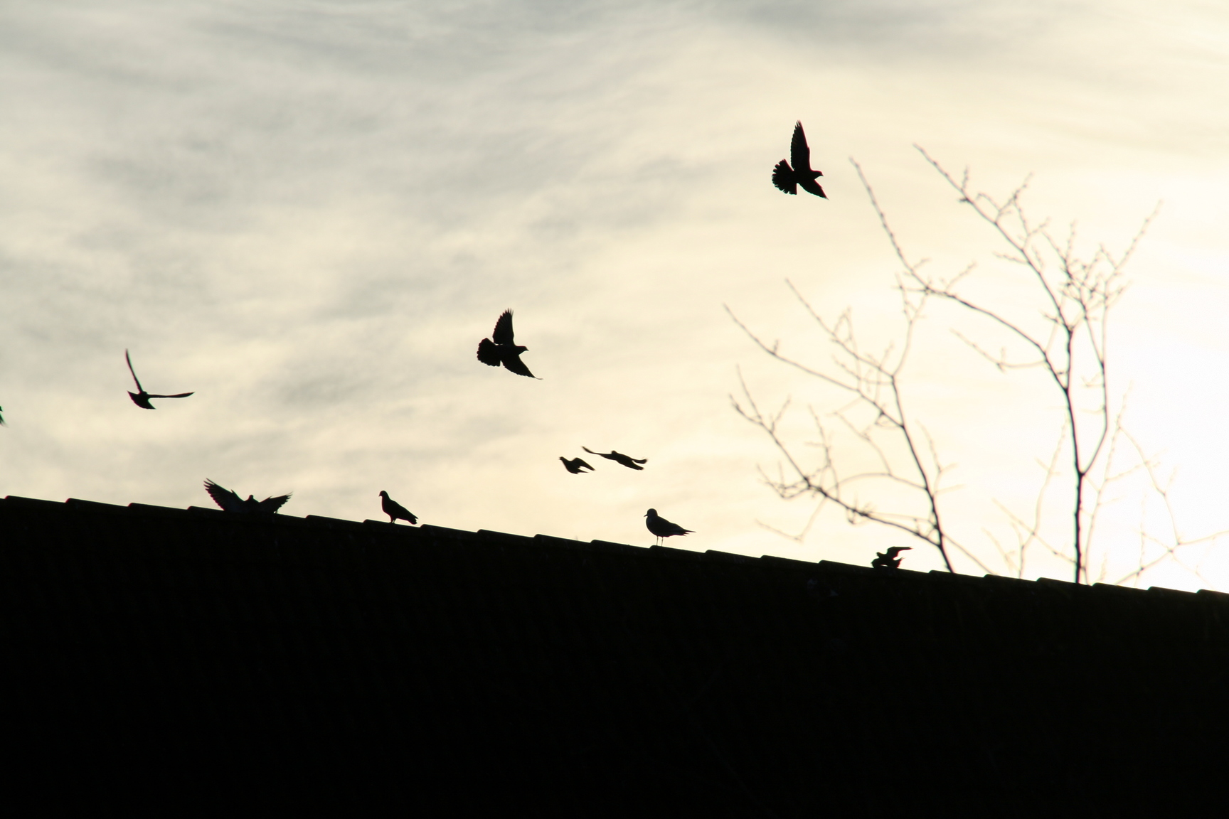 birds are flying against the cloudy sky