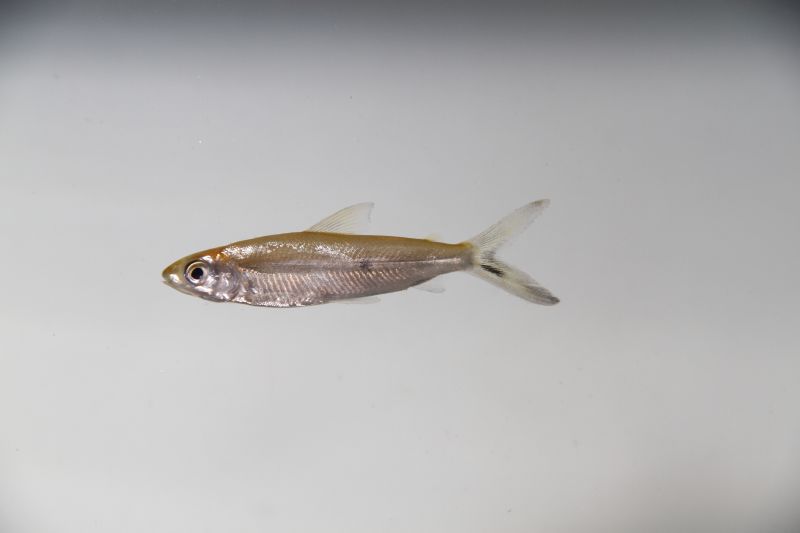 a white fish is floating against the white backdrop