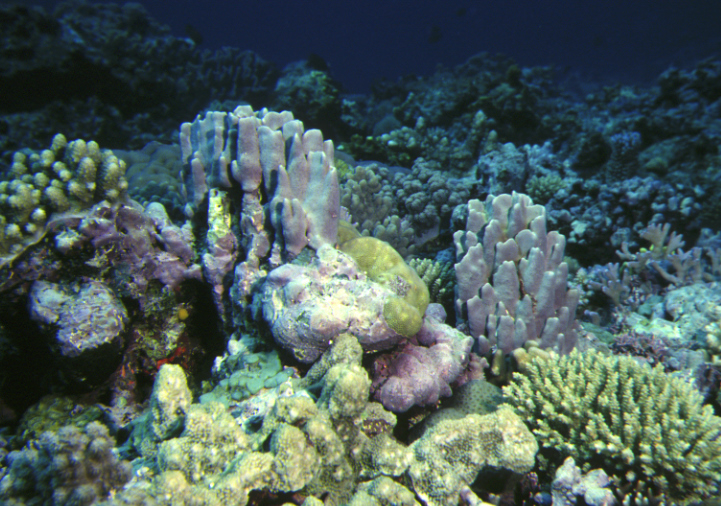 a coral and sponge growing on a reef