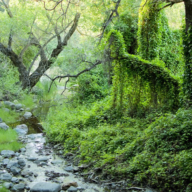 the stream is running through a grassy forest