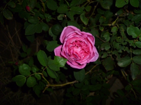 a pink rose in the middle of a bush