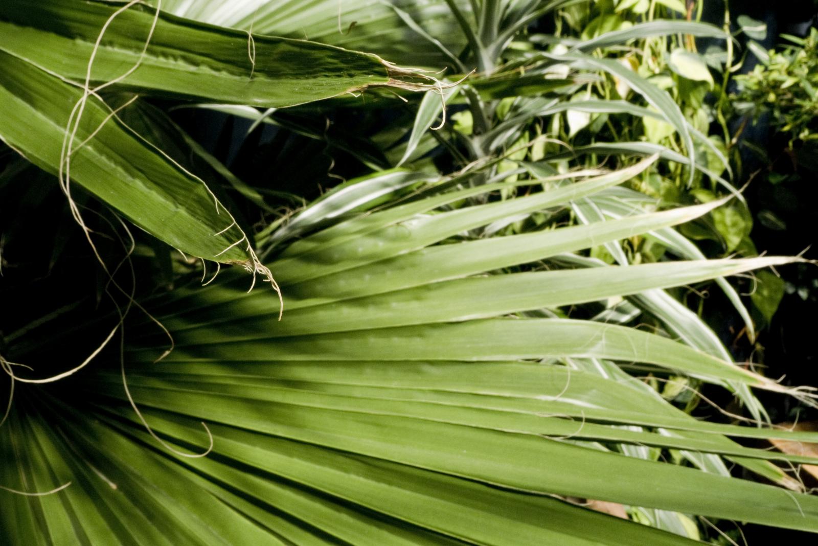the long thin, green palm frondy leaves on a plant