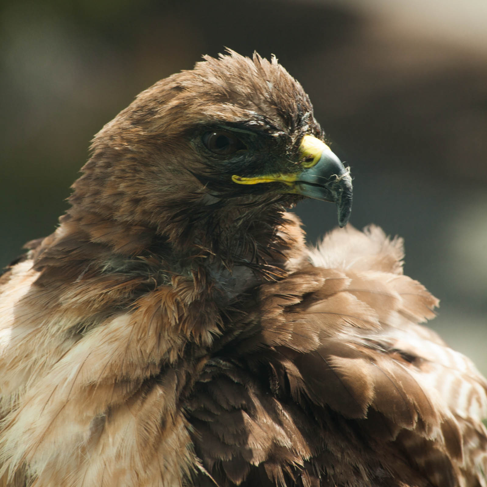 a close up of a bird with a yellow beak