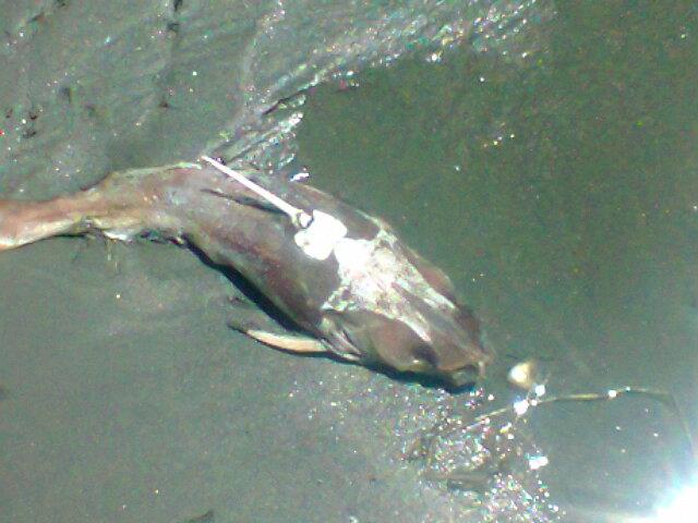 a large fish floating on to of a body of water