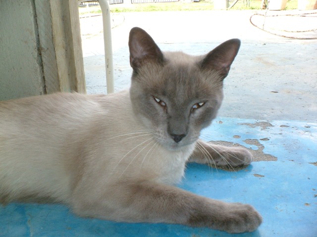 a siamese cat resting on a table outside